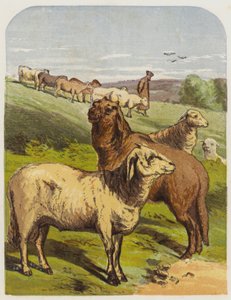 Koyun (kromolitho) by English School