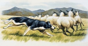 Çoban köpeği by English School