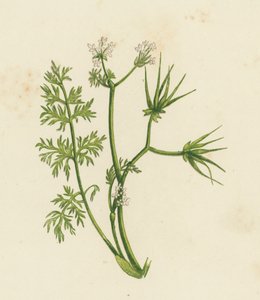 Çoban İğnesi, Scandix Pekten (üye rengi) by English School