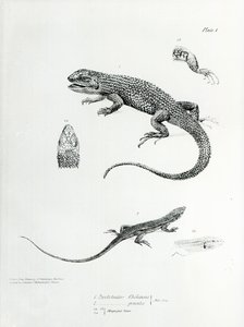 Shingled Iguana, Charles Darwin