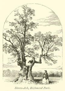Hırçın Kül, Richmond Parkı by English School