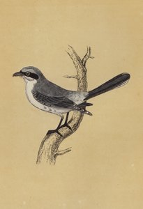 Shrike (renkli lito) by English School