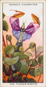 Saldırganlık için Sinyal Renkleri, Böcekler, Çiçek-Mantis (renkli lito) by English School