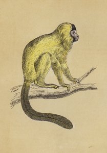İpeksi Tamarin (renkli lito) by English School