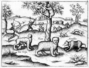 Simi Vulpa, Haute ve Armadilio, Sir Walter Raleigh