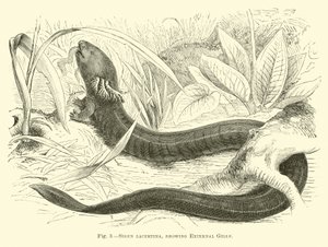 Siren Lacertina, Dış Solungaçları Gösteriyor by English School