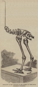 Dinornis