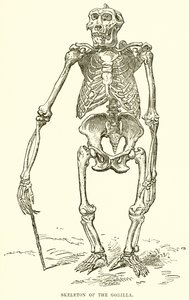 Goril İskeleti by English School