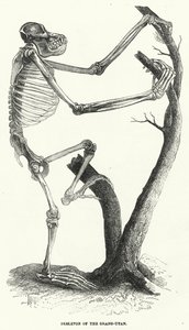 Orang-Utan İskeleti (gravür) by English School