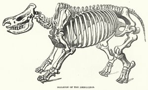 Gergedan İskeleti (gravür) by English School