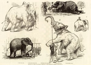 Afrika fili Jumbo