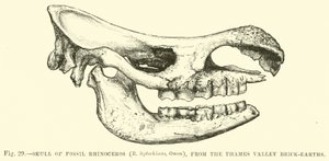 Thames Vadisi Tuğla Topraklarından Fosil Gergedan Kafatası (R leptorhinus, Owen), by English School