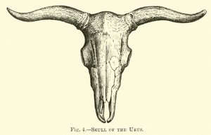 Urus