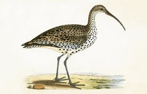 Slender Billed Curlew, Charles Robert Bree (1811-86) tarafından 