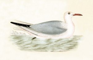 İnce Gagalı Martı, Charles Robert Bree (1811-86) tarafından 