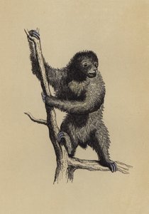 Tembellik (renkli taş) by English School