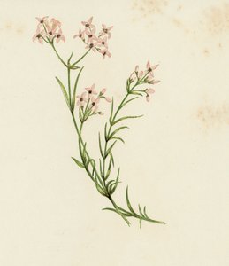 Küçük Woodruff, Asperula Cynanchica (renkli litho) by English School