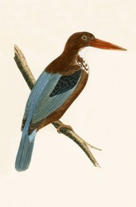 Smyrna Kingfisher, Charles Robert Bree (1811-86) tarafından 