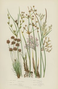 Soft Rush, Hard Rush, Küt Çiçekli Eklemli Rush, Üç Yapraklı Rush, Yuvarlak Meyveli Rush … (renkli litho) by English School