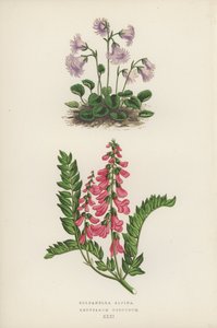 Soldanella Alpina; Hedysarum Obscurum (renkli lito) by English School