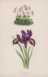 Soldanella Minimum; İris Reticulata (renkli taş) by English School