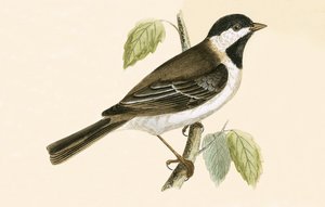 Sombre Tit, Charles Robert Bree (1811-86) tarafından 