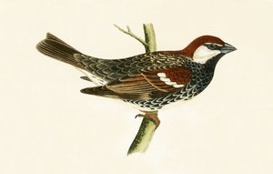 İspanyol Serçesi, Charles Robert Bree (1811-86) tarafından yazılan 