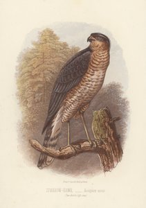 Atmaca, Accipiter Nisus (renkli taş baskı) by English School
