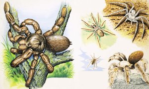 Örümcekler by English School