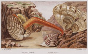 Dikenli Cockle, Bantlı Venüs (renkli lito) by English School