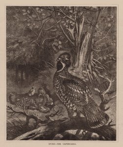 Spor, The Capercaile (gravür) by English School