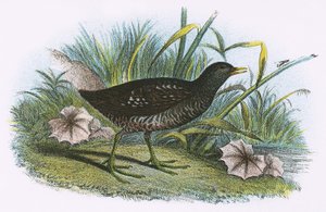 Benekli Crake by English School