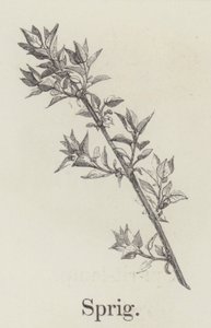 Dal (gravür) by English School