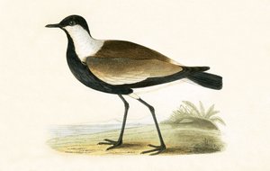 Mahmuz Kanatlı Cılıbıt, Charles Robert Bree (1811-86) tarafından 