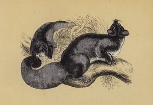 Sincap Petaurus (renkli lito) by English School