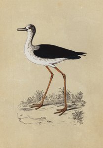 Stilt Plover (renkli lito) by English School