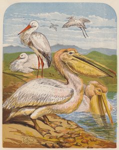 Leylekler ve pelikanlar (renkli lito) by English School