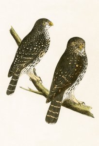 Strix Pusilla, Charles Robert Bree (1811-86) tarafından 