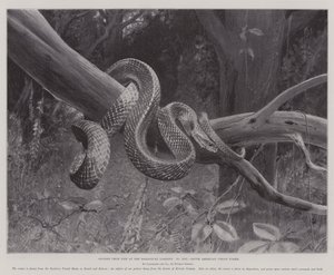 Zoolojik Bahçelerde Yaşamdan Çalışmalar, Güney Amerika Corais Snake (lito) by English School