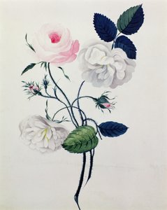 Beyaz ve Pembe Güller Çalışması, c.1820 (kağıt üzerine suluboya) by English School