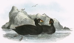 Sörf Scoter