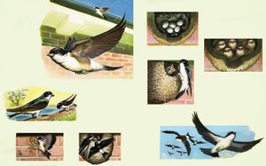 kırlangıçlar by English School