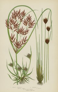 Sweet Cyperus, Brown Cyperus, Black Bog-Rush (renkli lito) by English School