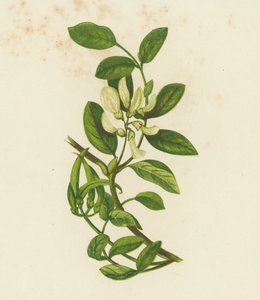 Tatlı Süt Fiğ, Astragalus Glyciphyllus (renkli lito) by English School