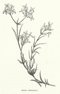 Sweet Woodruff (gravür) by English School