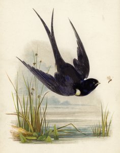 Süratli by English School