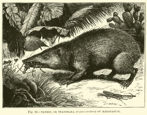 Madagaskar Tanrec veya Trandraka (Centetes ecaudatus) by English School