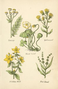 Tansey, Spikenard, Kuzukulağı, Sarı Kantaron, Bur Reed by English School