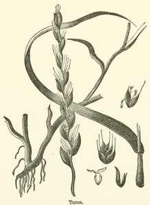 Dara (gravür) by English School