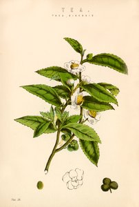 Çay by English School